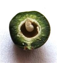  V.S. Young Drupe